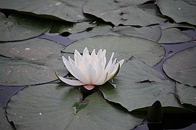 弥补开局失误 《绝地潜兵2》1.5倍奖励周末开启